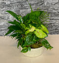 Classic Dish Garden Plant
