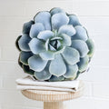 Topsy Turvy Succulent Pillow, Mother's Day Gift, Christmas Gift